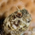 blenny_sailfin_lphr_gc_h_0193_cay4106.jpg